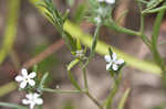 Pasture heliotrope